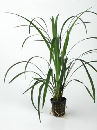 Ophiopogon gigantea in pot